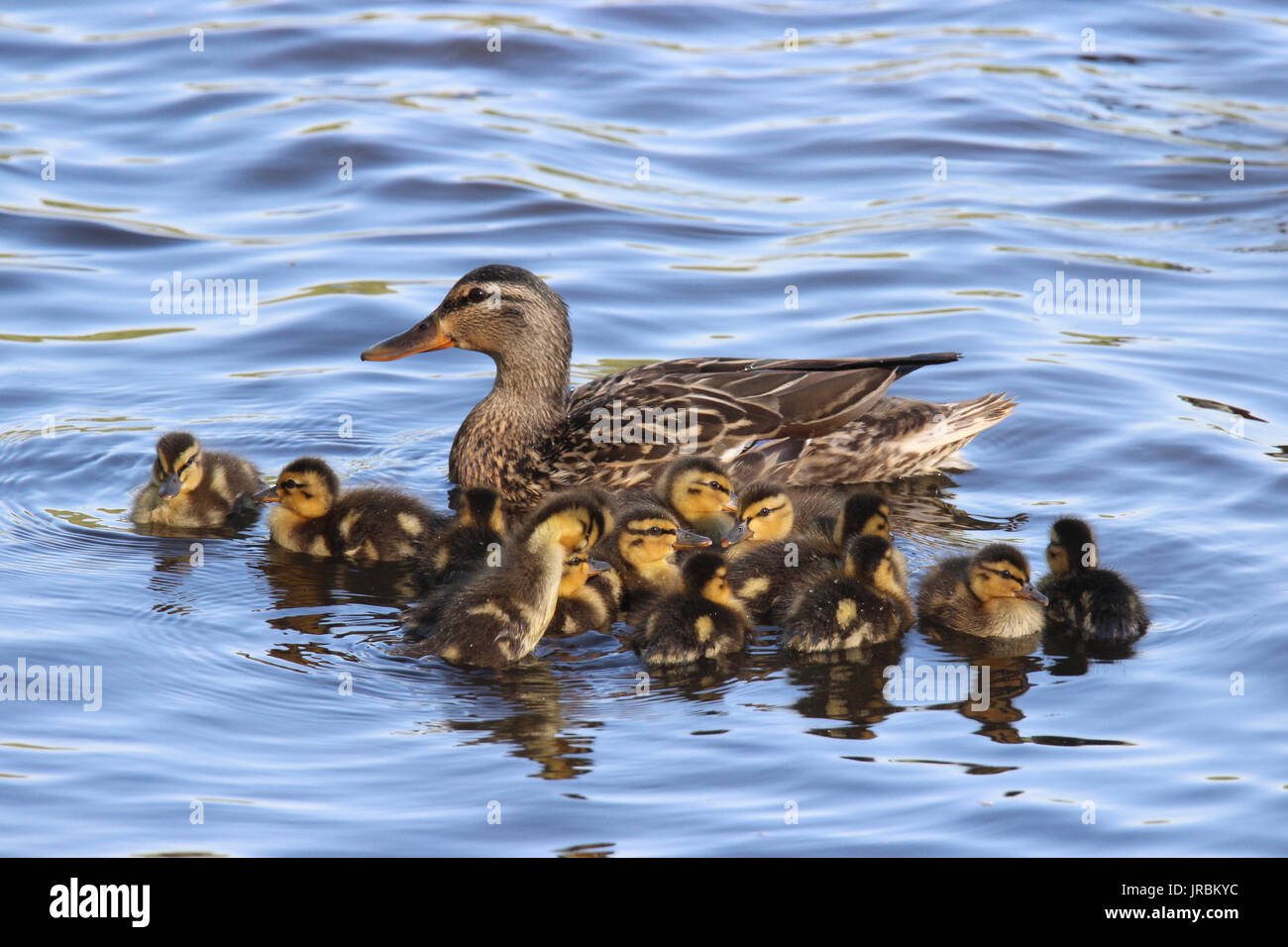 A mother mallard swimming on a pond with her family of ducklings Stock Photo