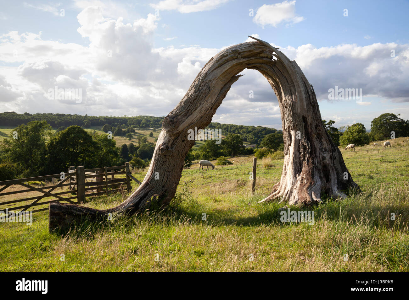 Bent over tree trunk, Snowshill, Cotswolds, Gloucestershire, England, United Kingdom, Europe Stock Photo