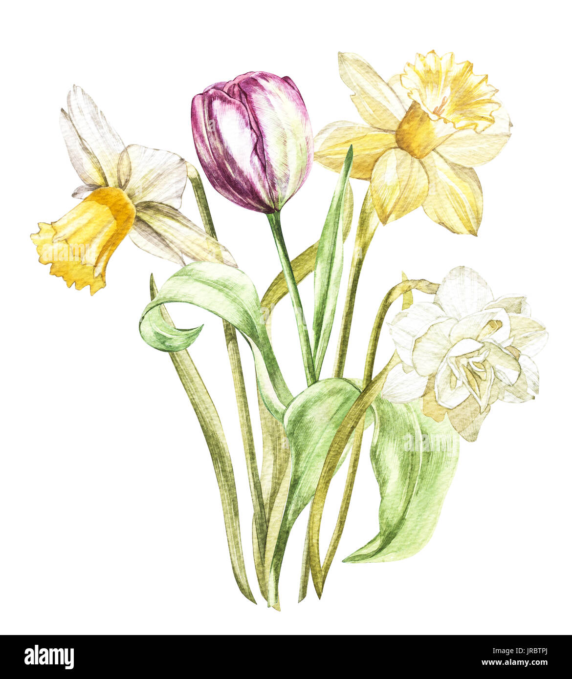 Spring flowers narcissus and tulip isolated on white background ...