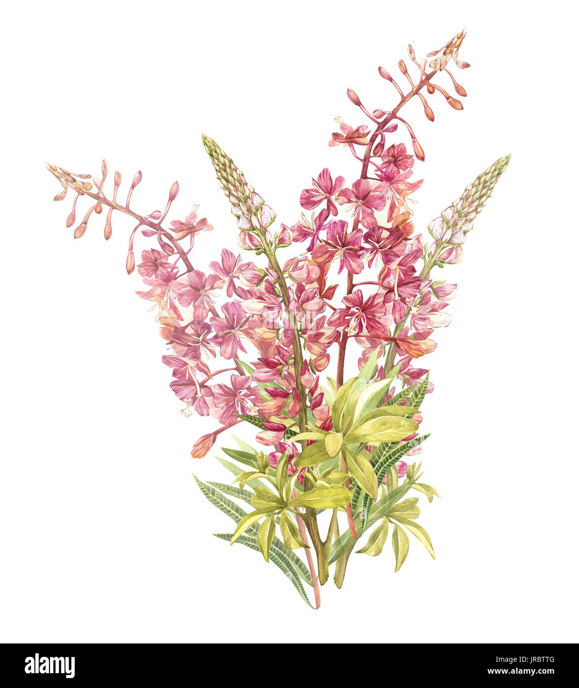 Spring flowers Willow-nerb and Lupine tree isolated on white background. Watercolor hand drawn illustration Stock Photo