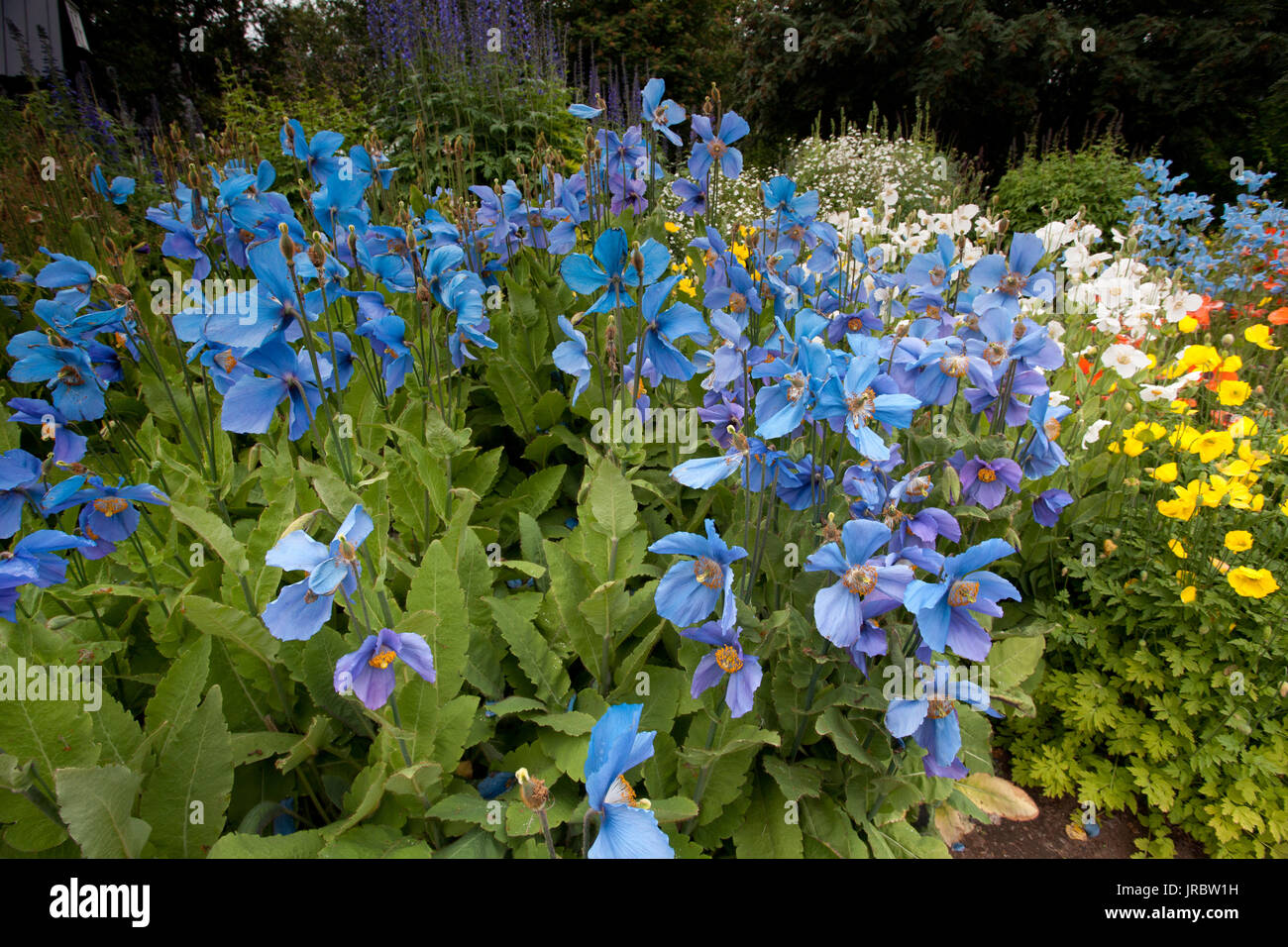 Blue Poppies in Akureyri Botanical Gardens Stock Photo
