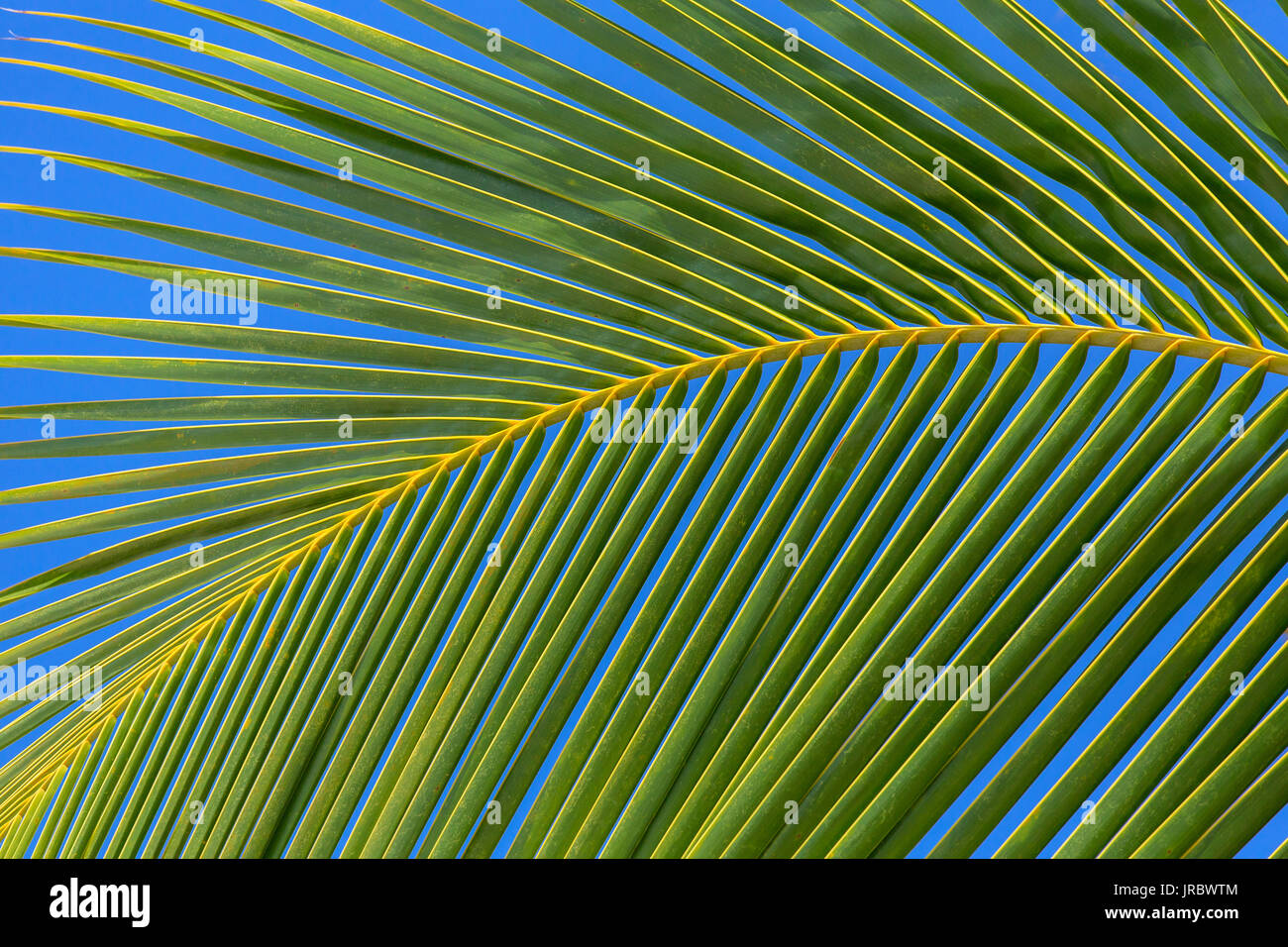 Palm tree leaf close-up background Stock Photo