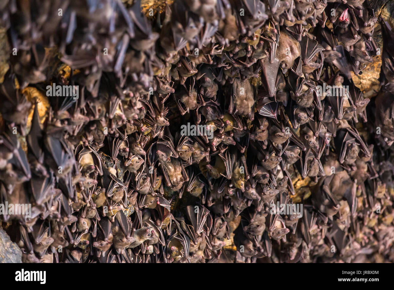Many bats hanging on the ceiling of the cave Pura Goa Lawah in Bali