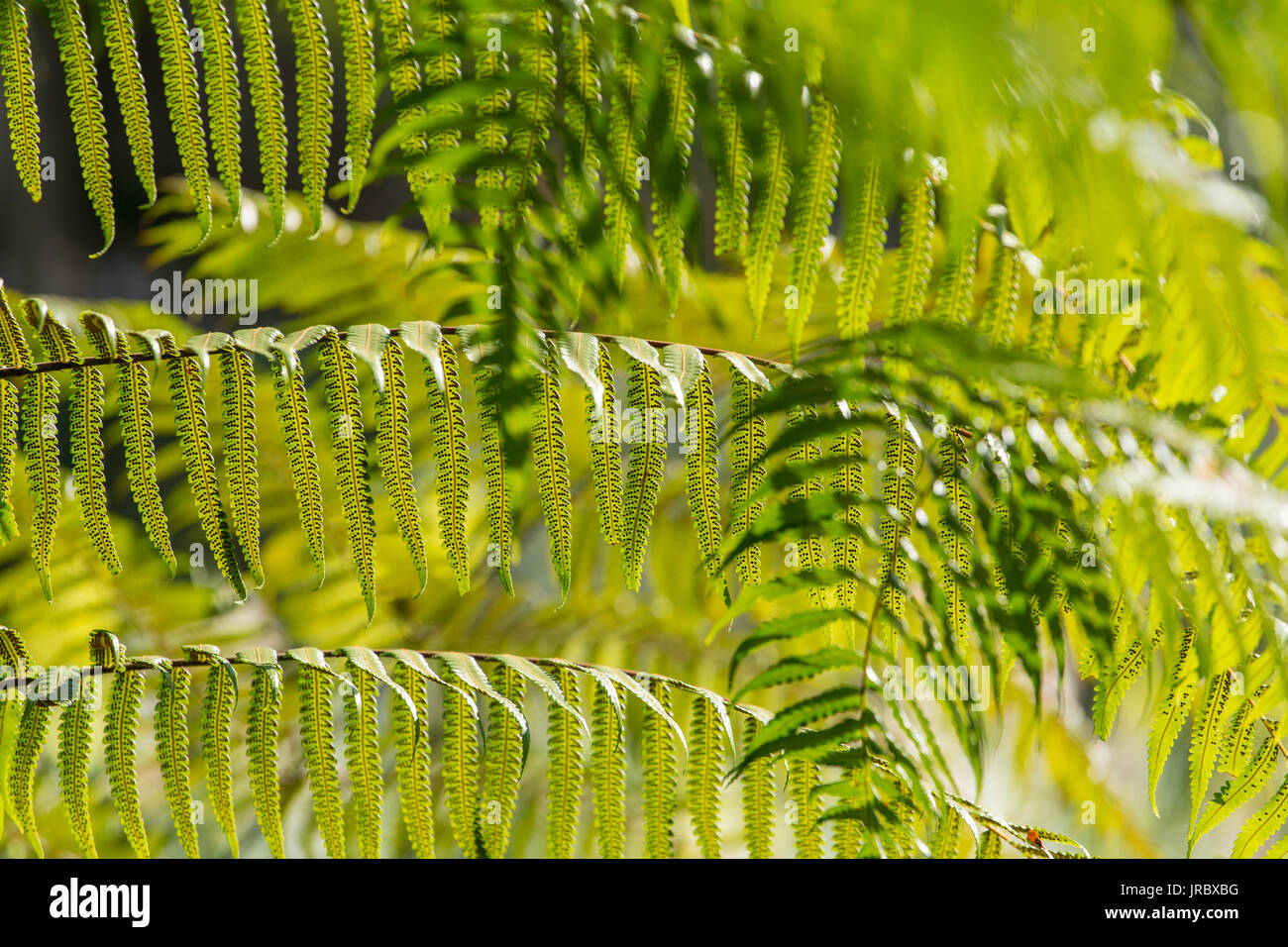 Fresh young green fern leaves close-up Stock Photo