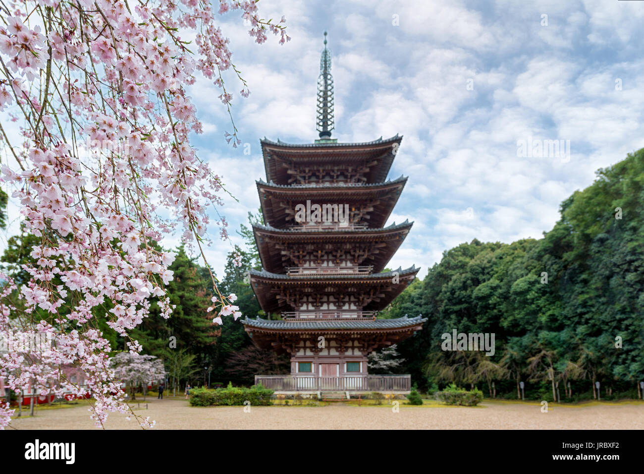 Five Storied Pagoda with Japan cherry blossom in Daigoji Temple in Fushimi Ward, Kyoto City, Japan. Cherry blossom season in Kyoto, Japan Stock Photo