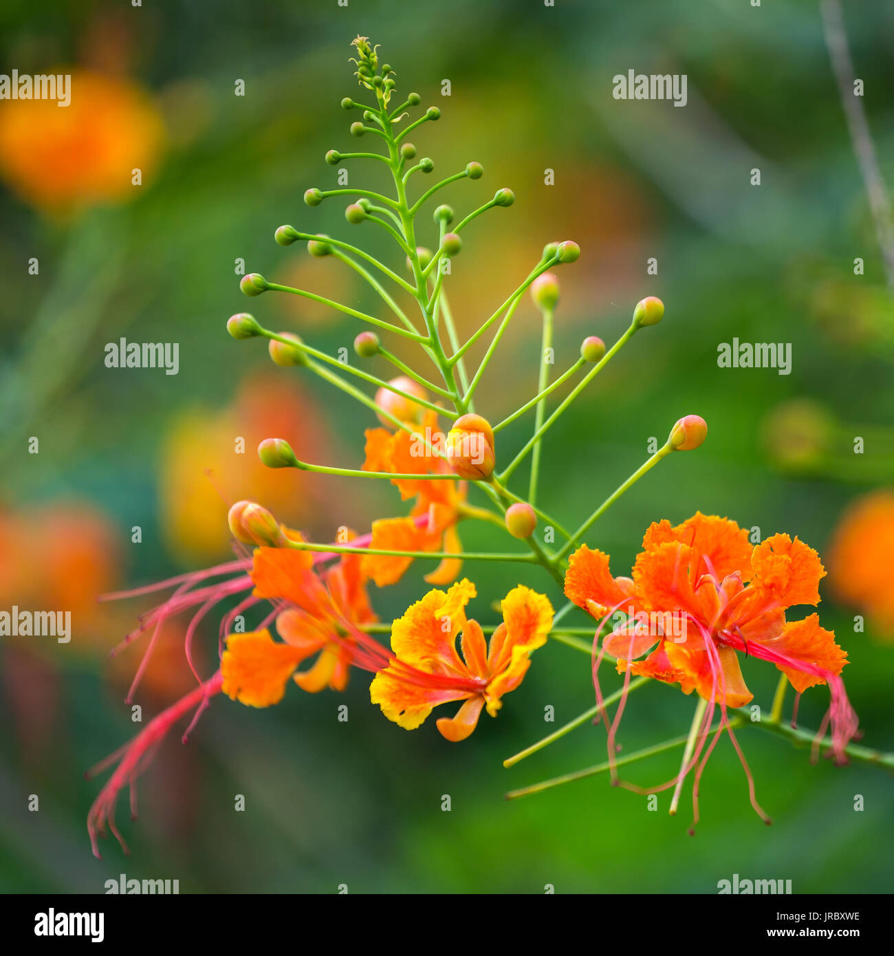 Peacock Flower's orange flowers booming (Caesalpinia pulcherrima ), close up shot. Stock Photo