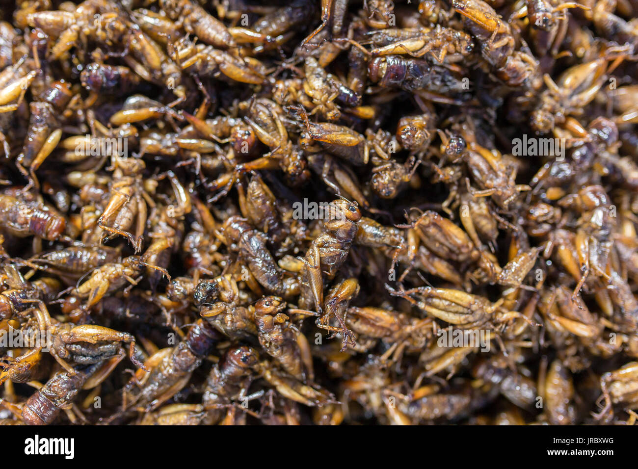 Exotic Asian food. Fried grasshoppers is a popular street food in Myanmar (Burma) Stock Photo