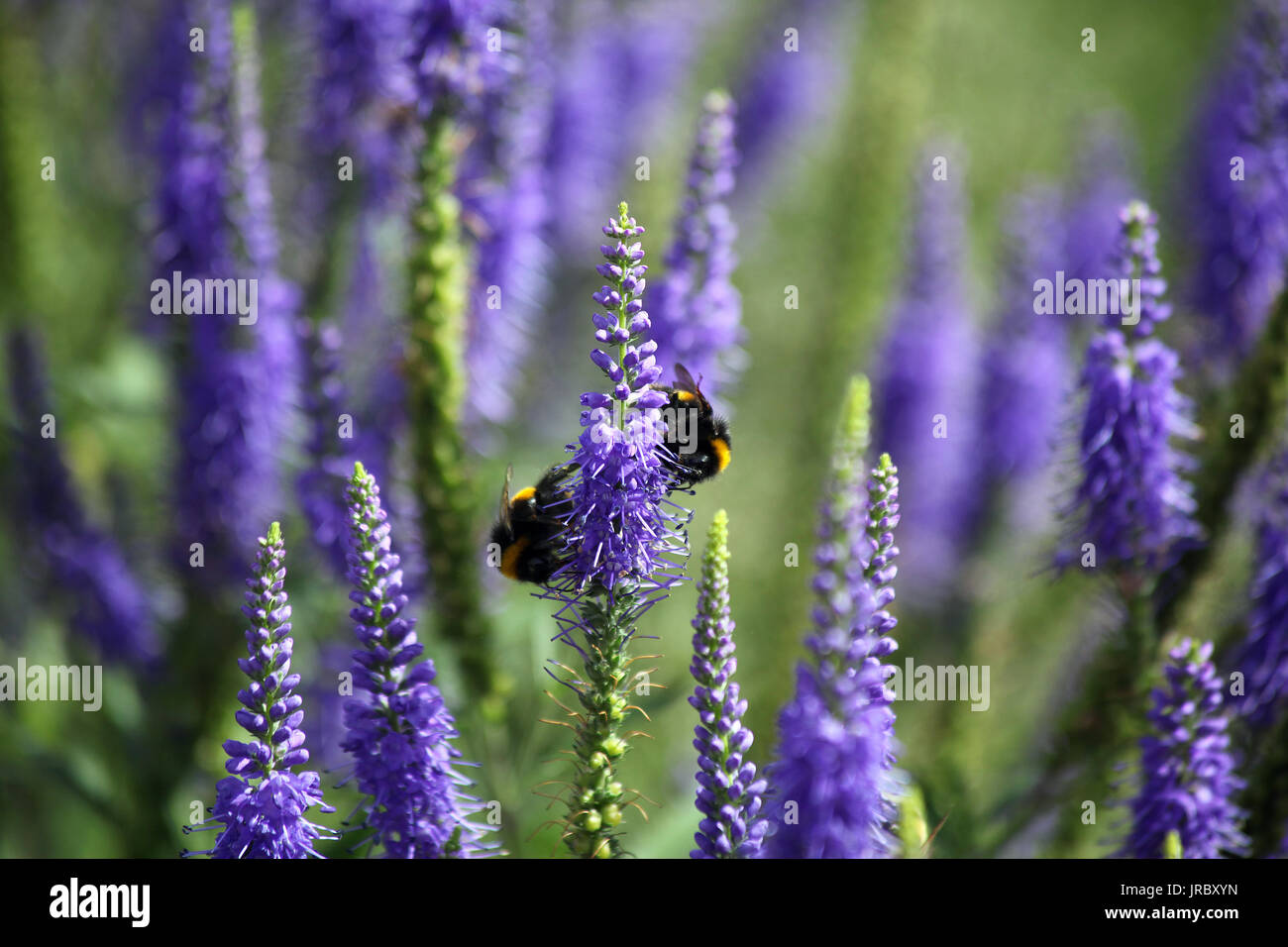 Bees on veronica Stock Photo - Alamy
