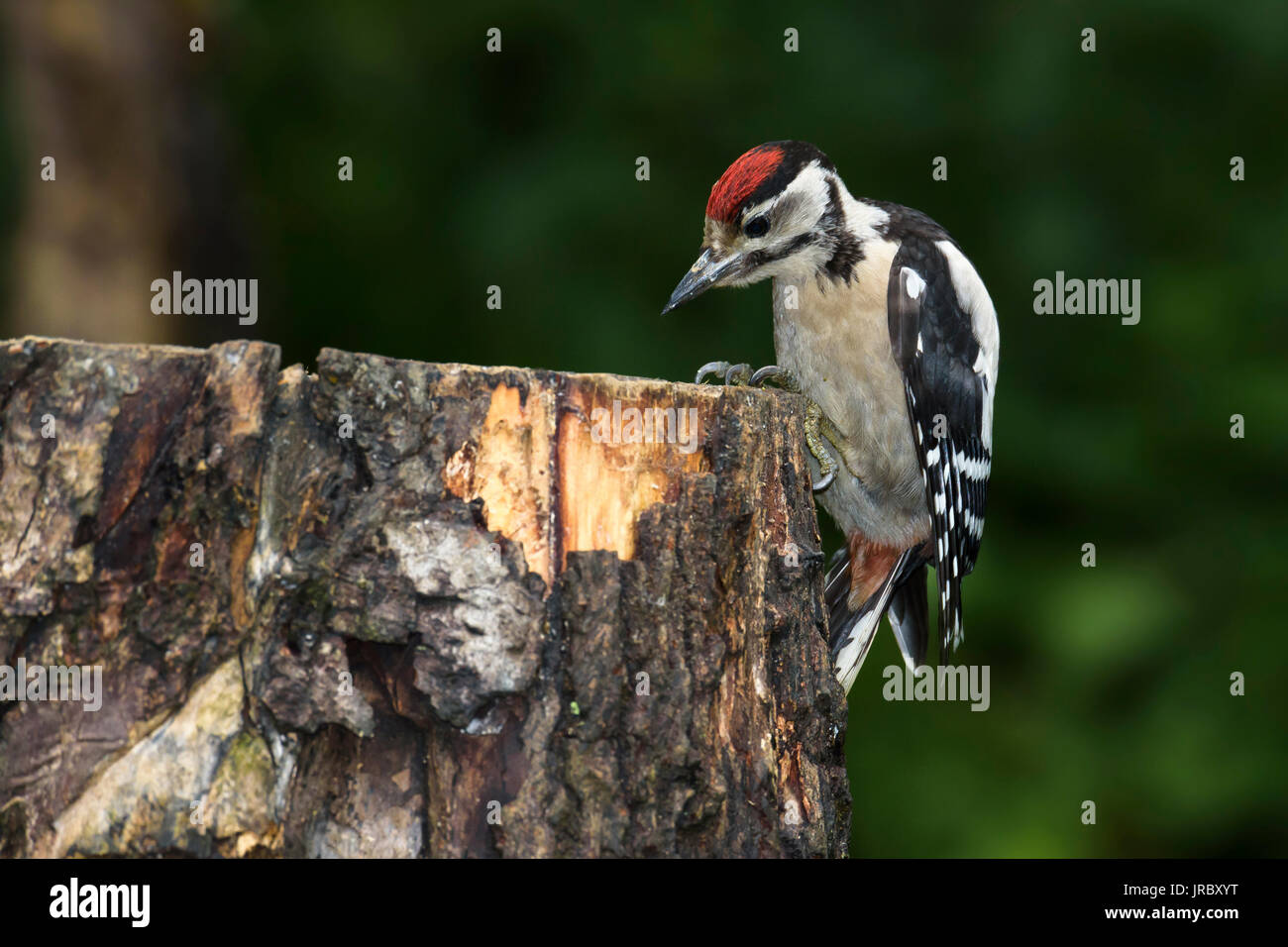 Great spotted woodpecker, juvenile (Dendrocopos major) on a tree stump