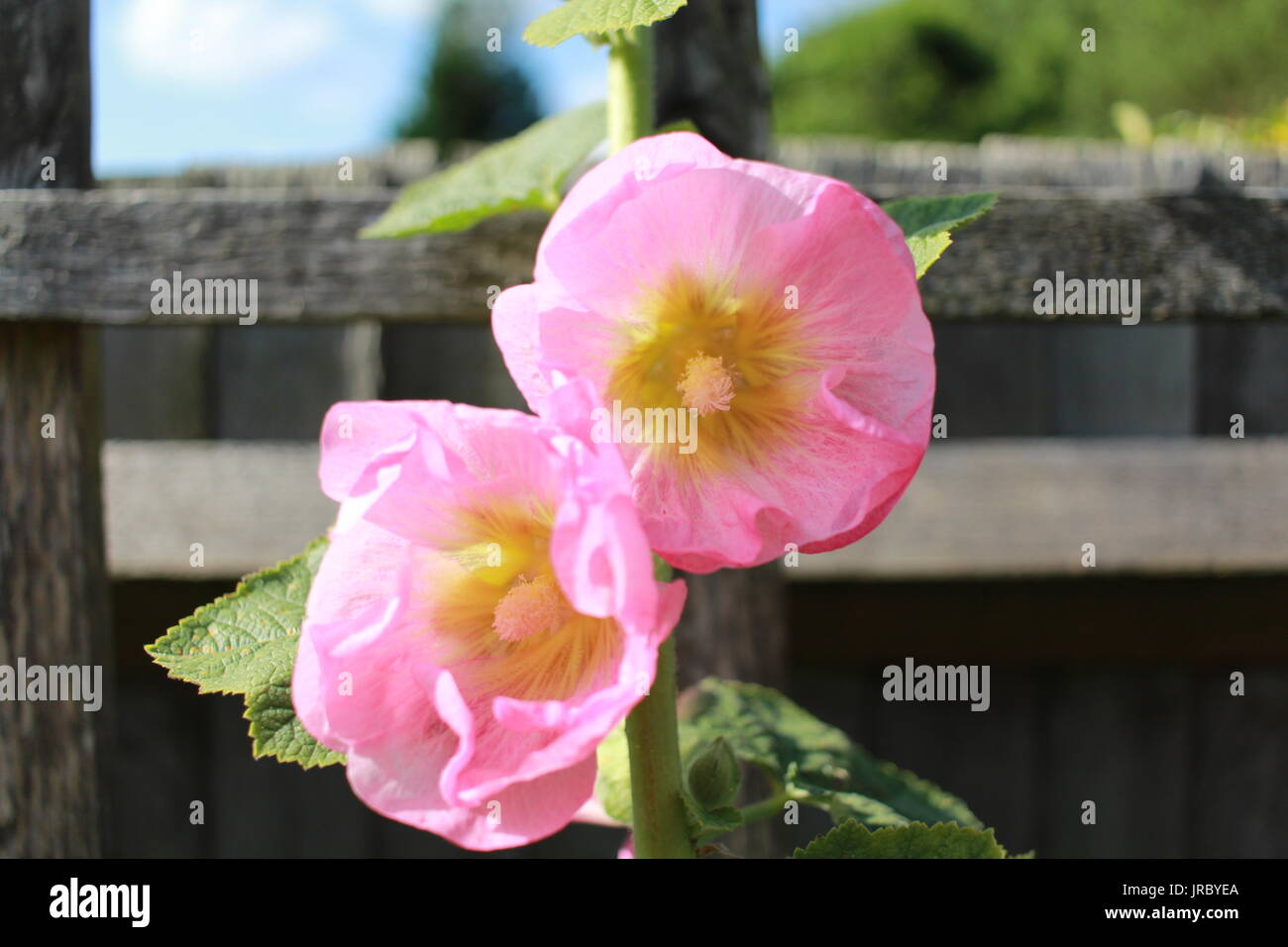 Garden fence with hollyhocks hi-res stock photography and images - Alamy