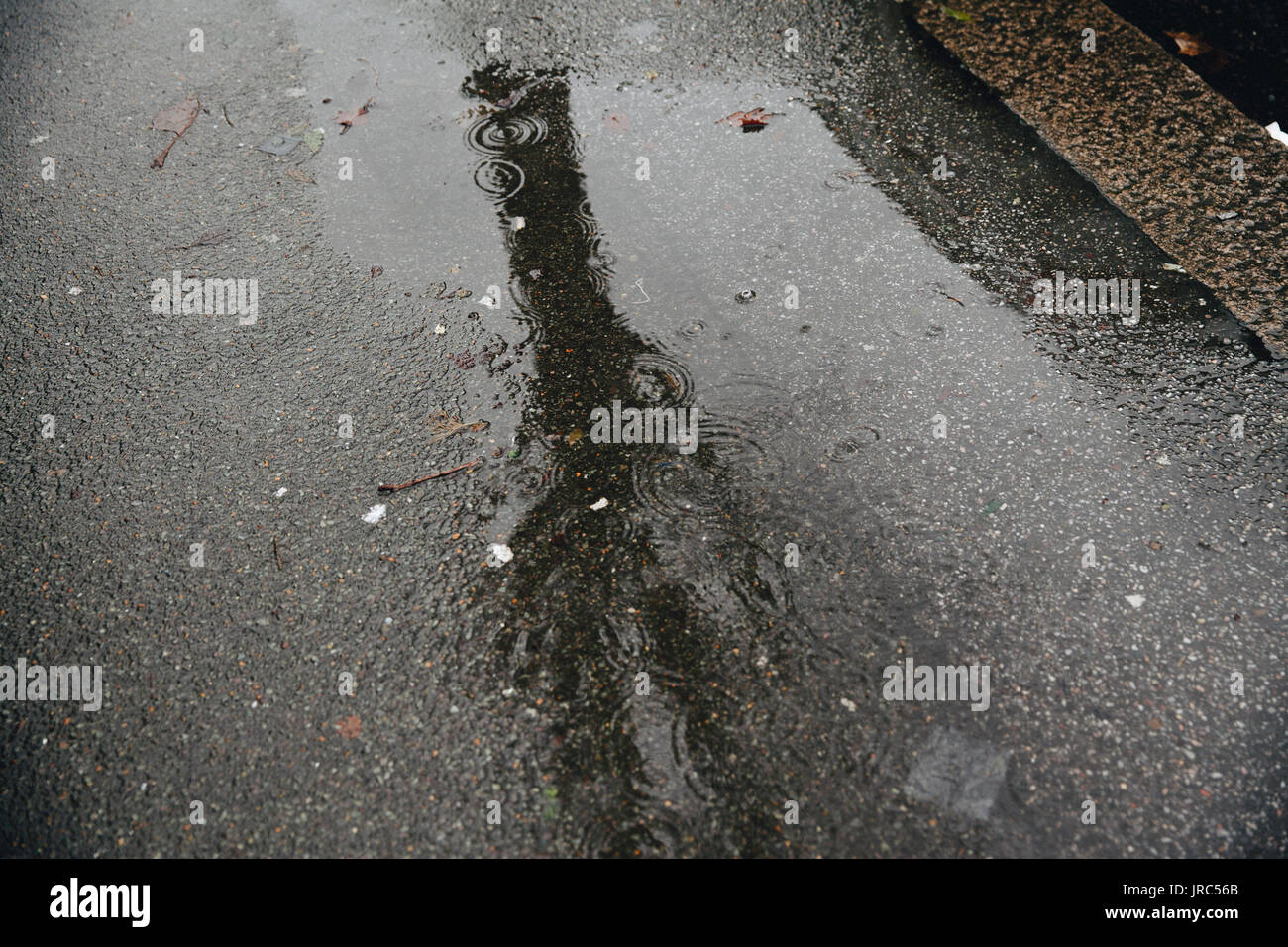 Reflection Of Tree In Puddle On Pavement Stock Photo - Alamy