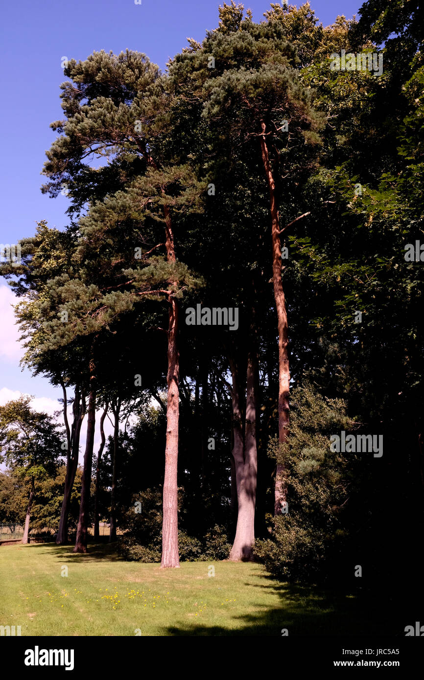 Strongest softwoods hires stock photography and images Alamy