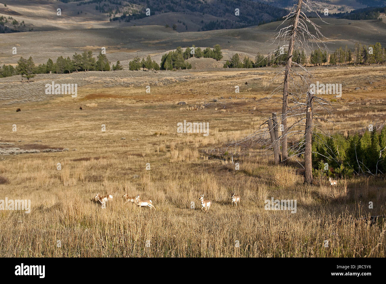 Pronghorn deer in Yellowstone National Park Stock Photo
