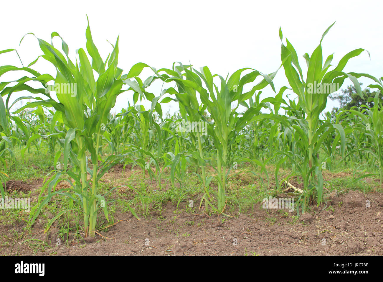 corn field background Stock Photo Alamy