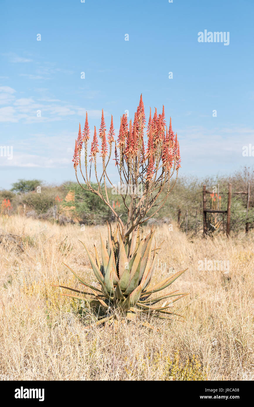 A flowering Windhoek or Mountain Aloe, Aloe littoralis, growing next to the B1-road north of Otjiwarongo in the Otjozondjupa Region of Namibia Stock Photo