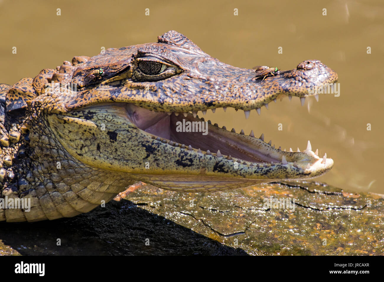 Smilling crocodile in Tortuguero - Costa Rica Stock Photo