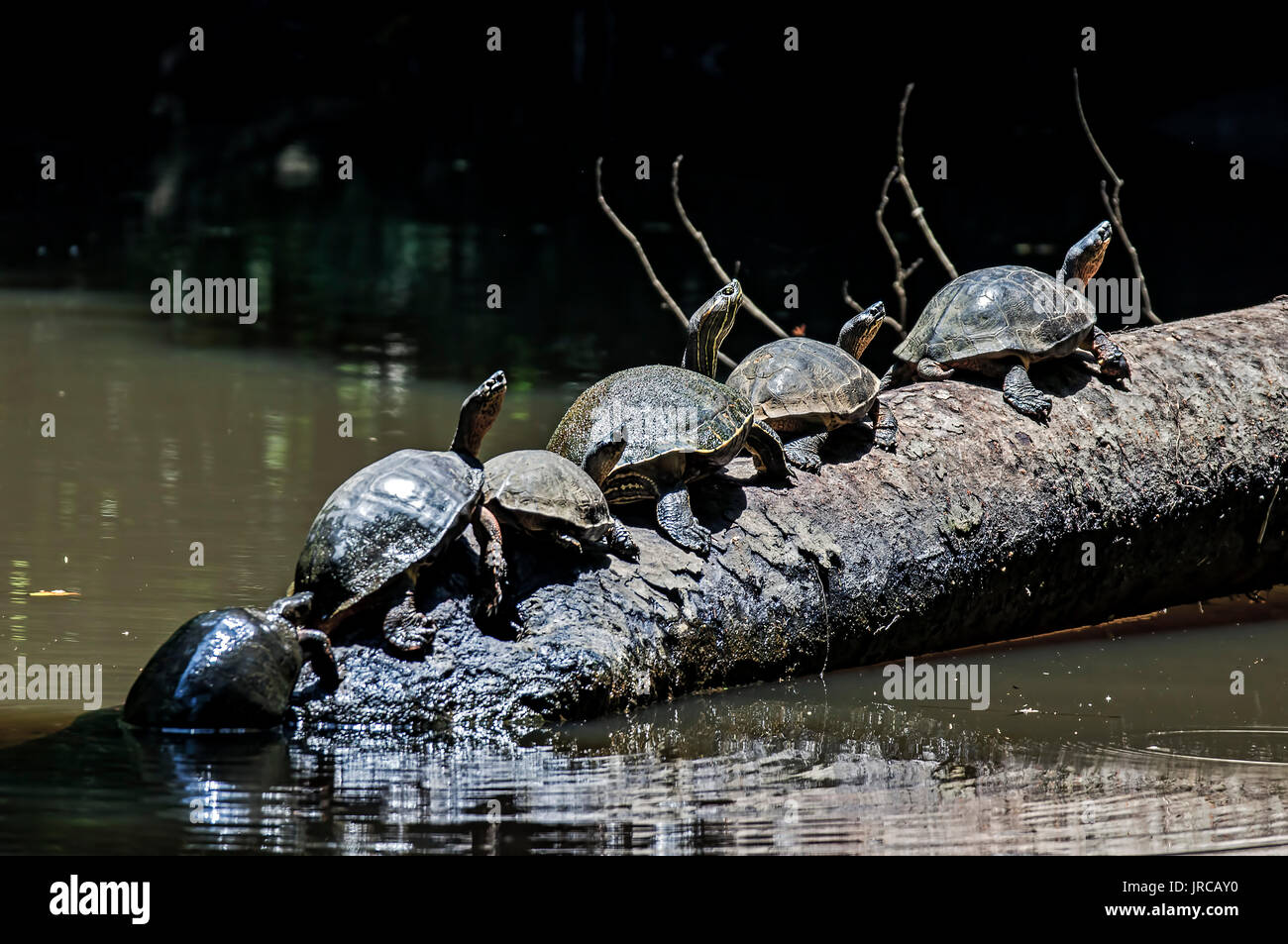 Turtles at Tortuguero National Park Stock Photo