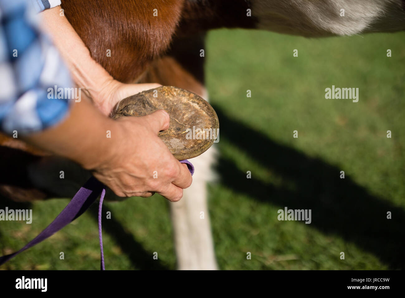 Caring for hoof of horse hires stock photography and images Alamy