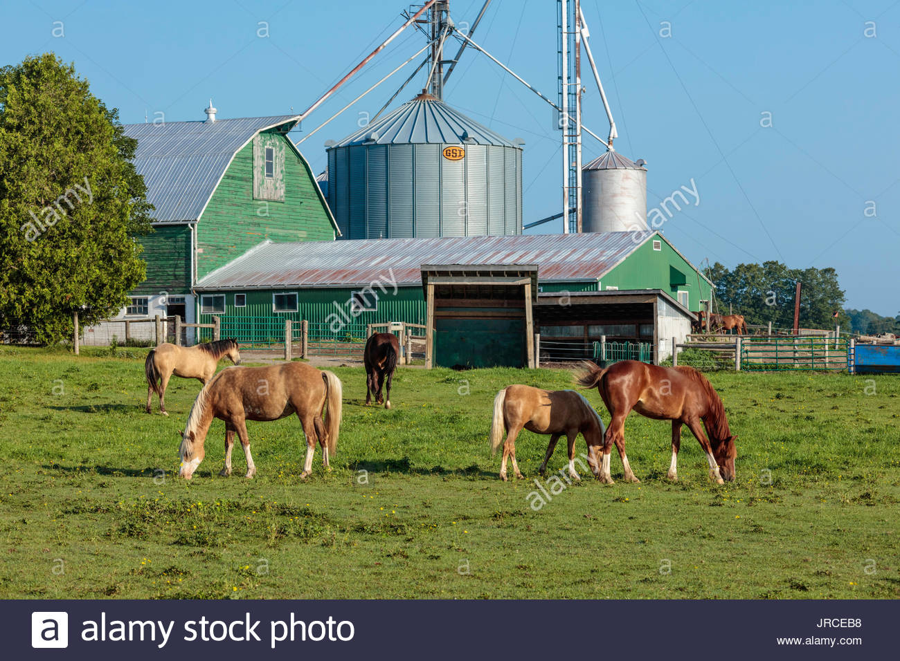 Silo Horse Horses Barn Agriculture Farm Farming Ontario Canada Oak
