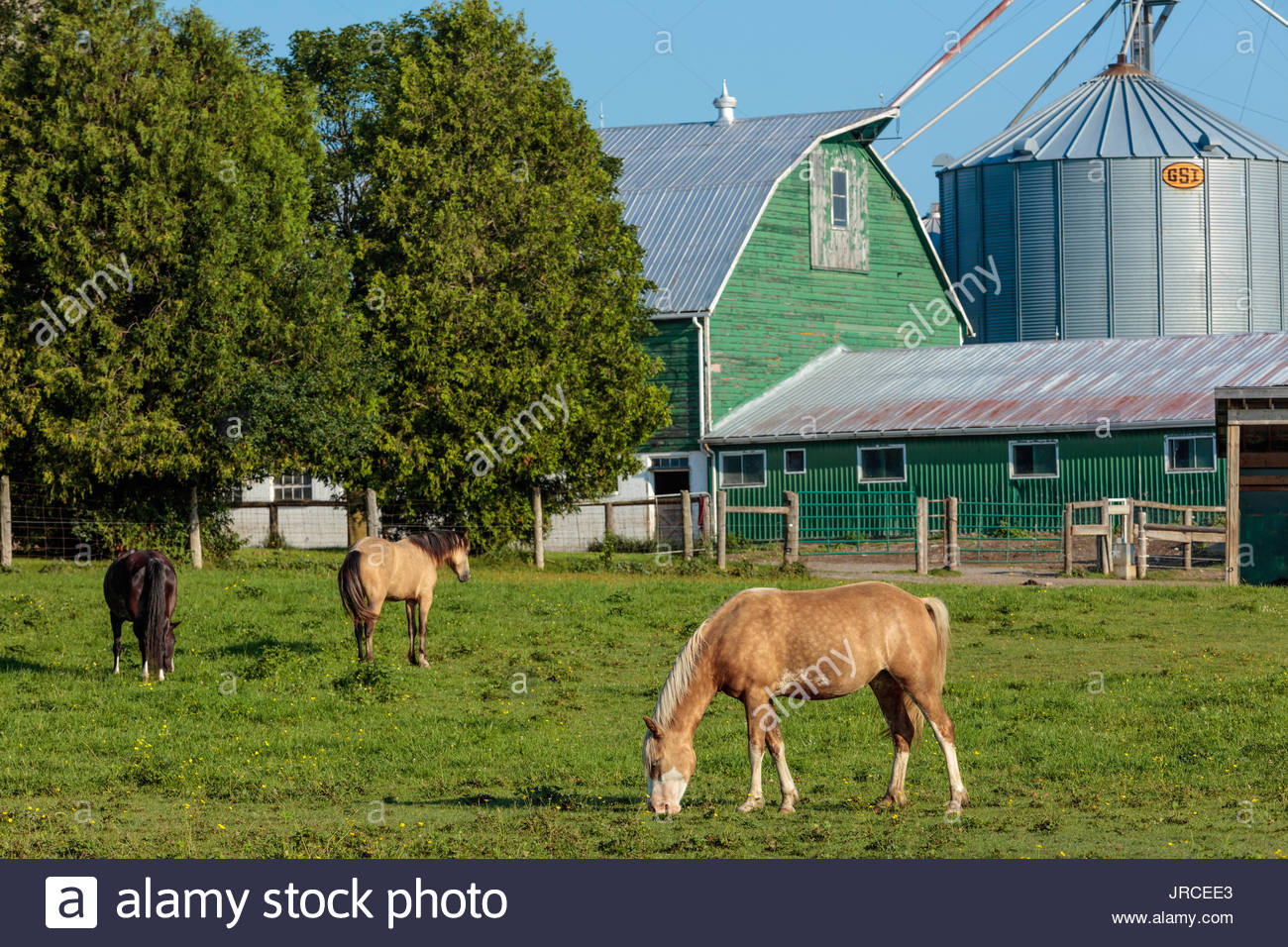 Silo Horse Horses Barn Agriculture Farm Farming Ontario Canada Oak
