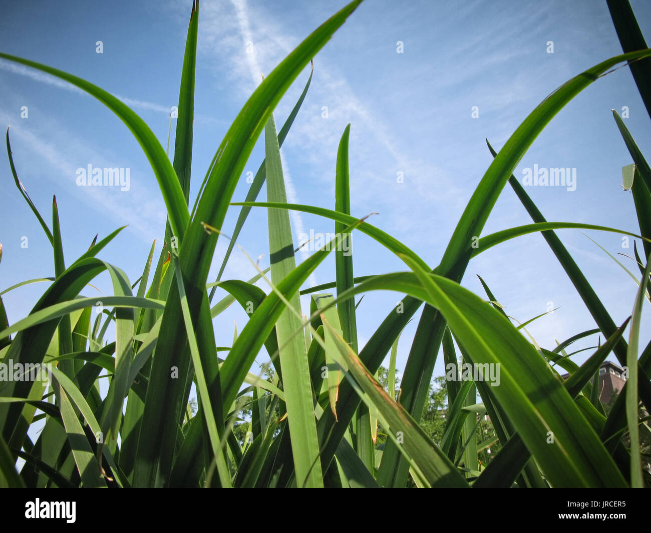 Pulling weed out hi-res stock photography and images - Alamy