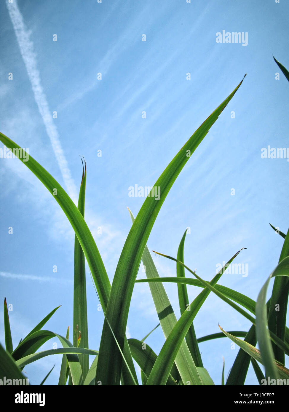 Weeds and long grass hi-res stock photography and images - Alamy