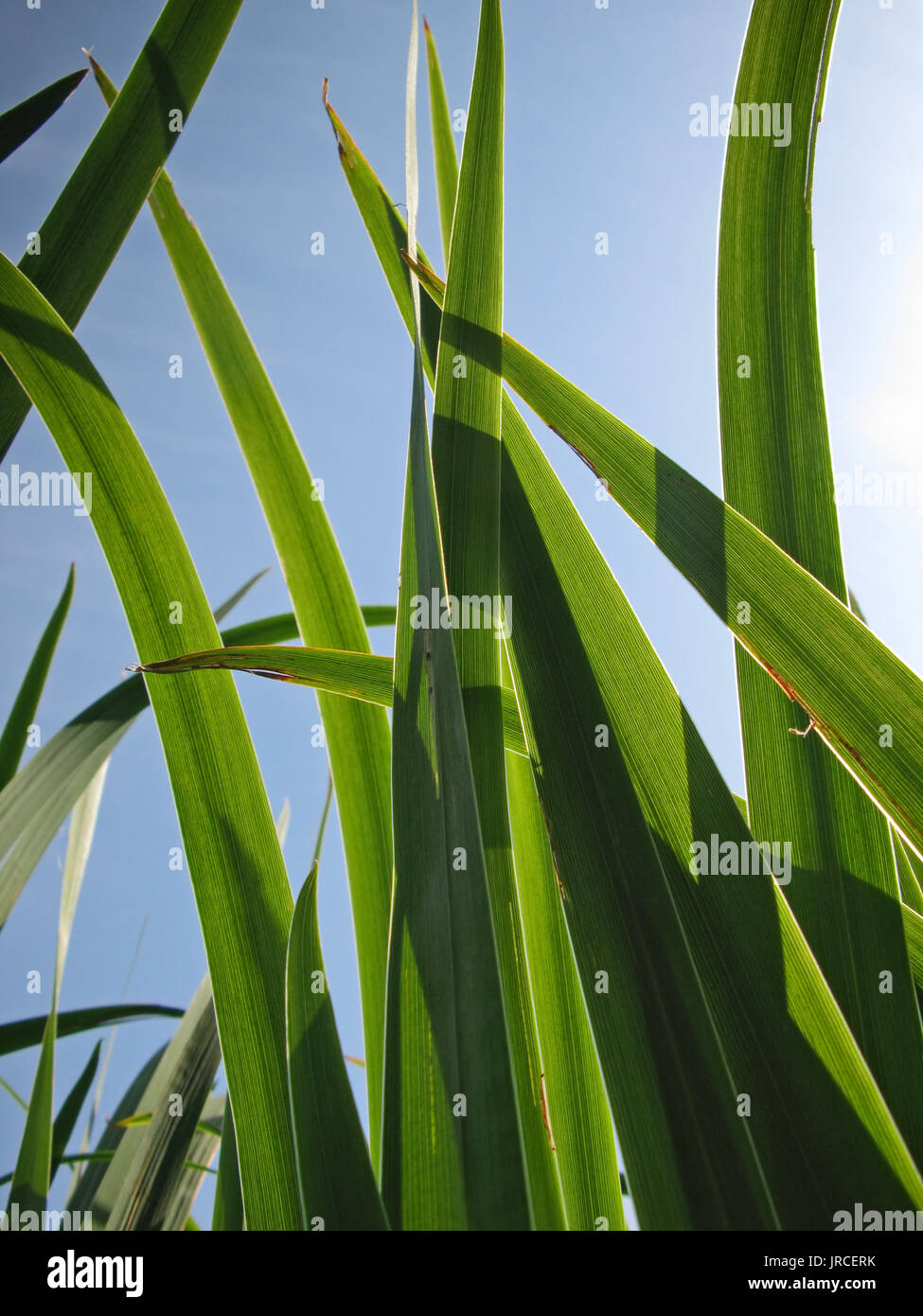 Pulling weed out hi-res stock photography and images - Alamy