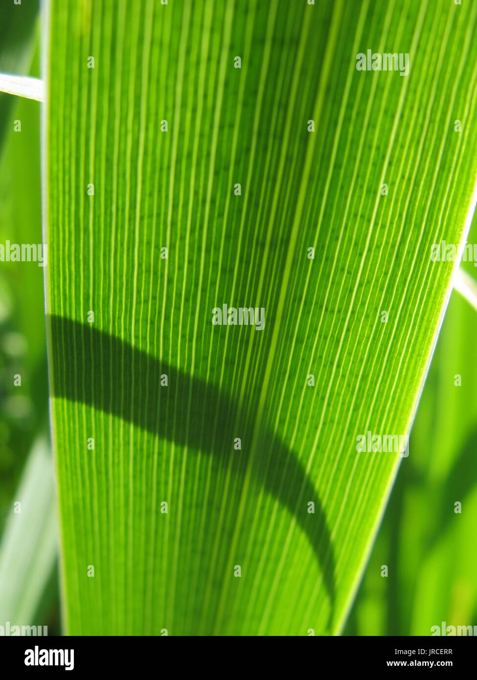 Pulling weed out hi-res stock photography and images - Alamy