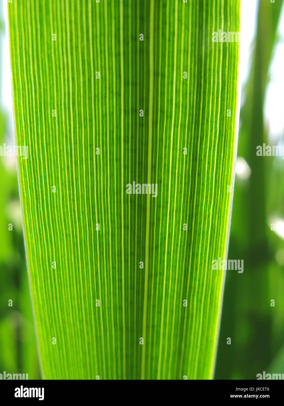 Pulling weed out hi-res stock photography and images - Alamy