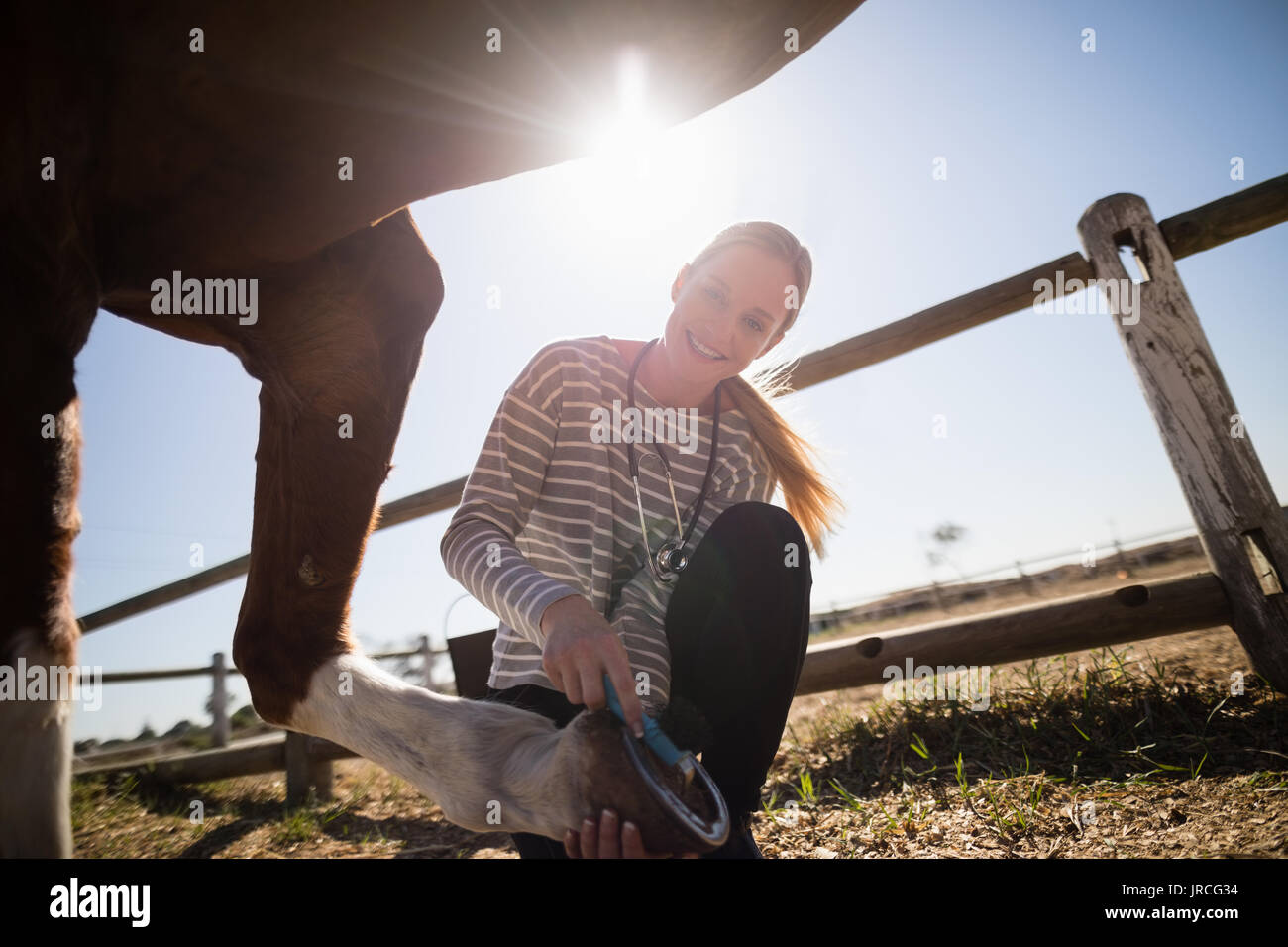 Vet with stethoscope horse hi-res stock photography and images - Alamy