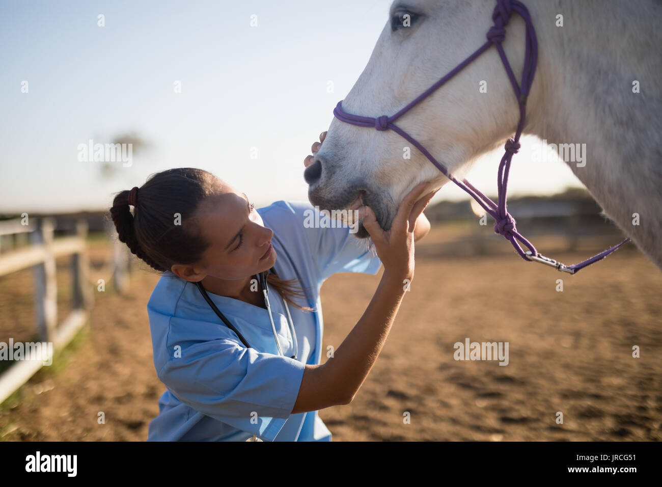 Veterinarian examining horse hi-res stock photography and images - Alamy