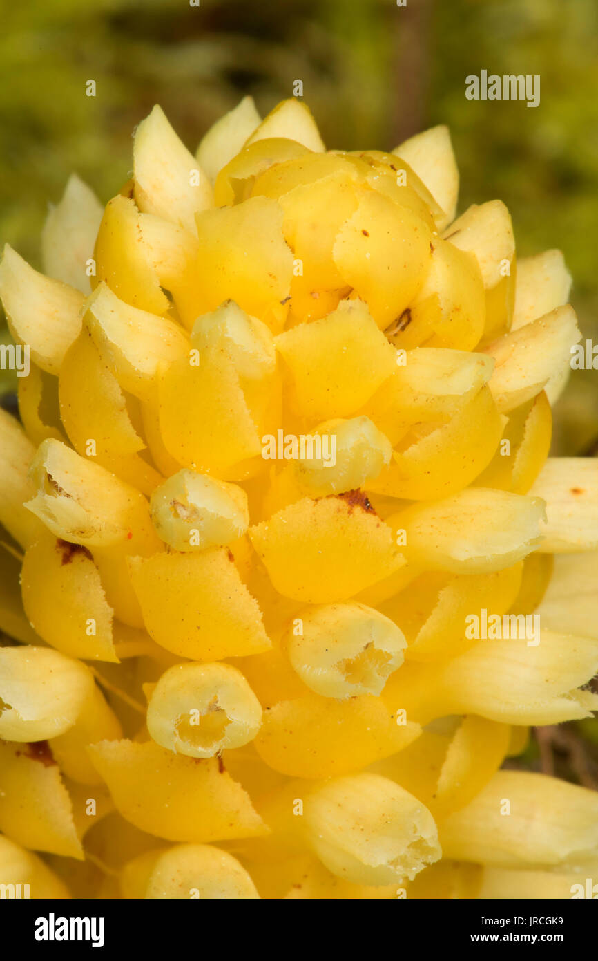 Fringed pinesap (Pleuricospora fimbriolata), New River Area of Critical