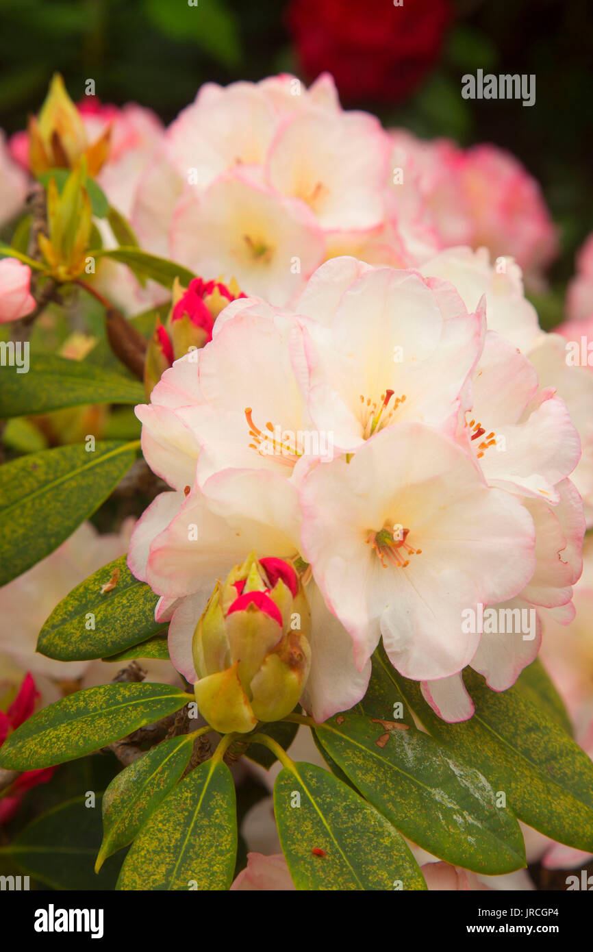 Rhododendron blossom, Azalea Park, Brookings, Oregon Stock Photo
