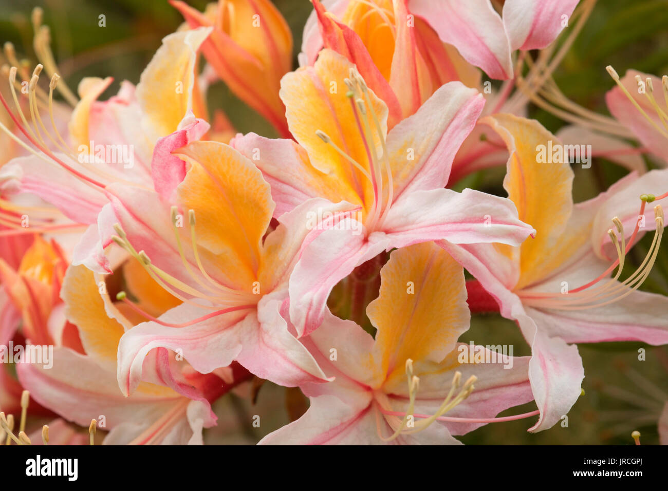 Western azalea (Rhododendron occidentale), Azalea Park, Brookings, Oregon Stock Photo
