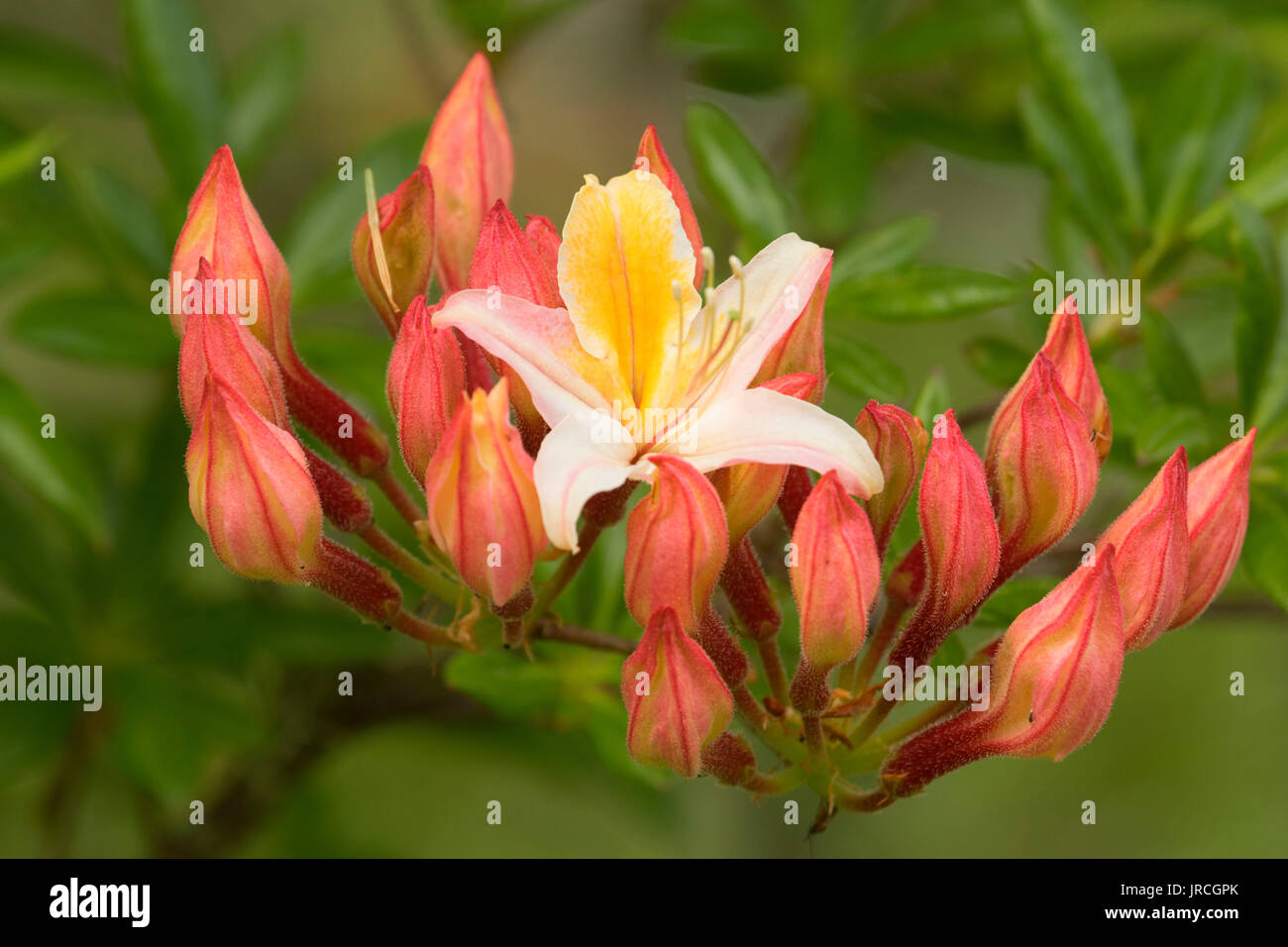 Western azalea (Rhododendron occidentale), Azalea Park, Brookings