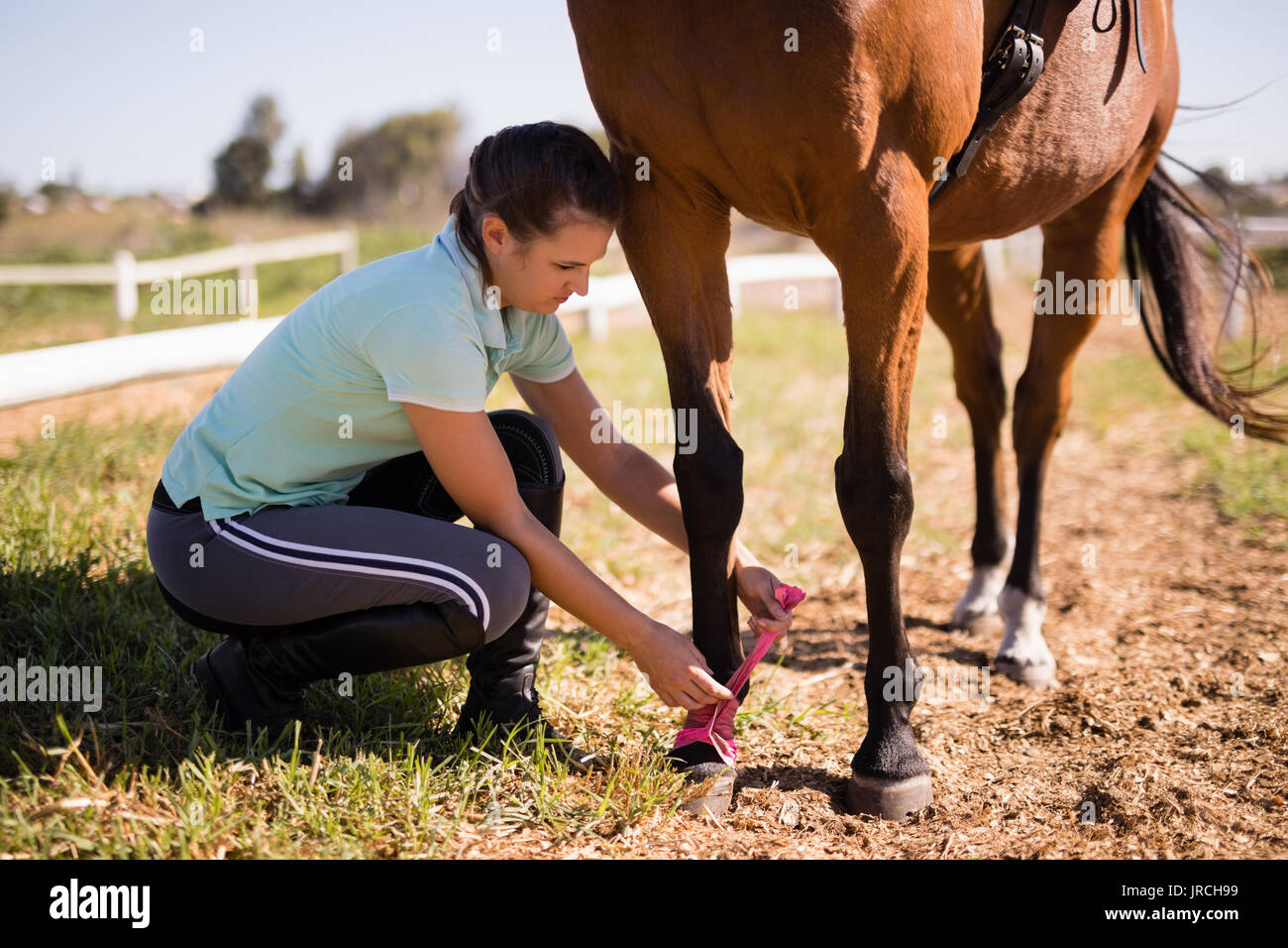 Side view of female jockey tying fabric strap on horse foot while crouching at field Stock Photo
