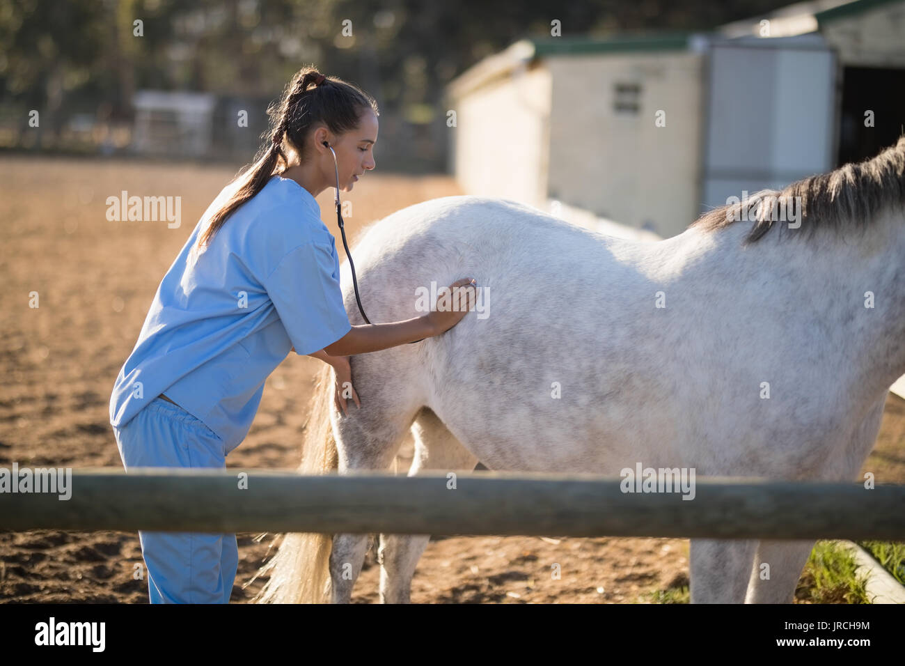 Horse vet stethoscope hi-res stock photography and images - Alamy