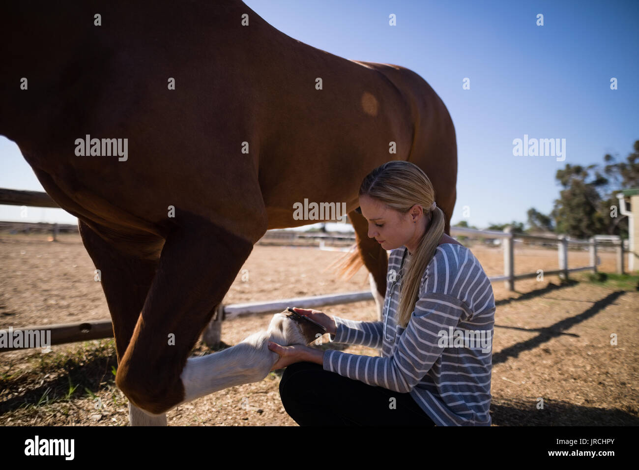 Side view of female vet attaching shoe on horse foot while crouching on