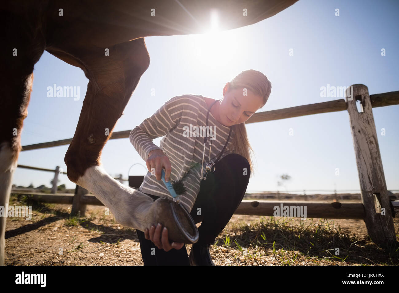Vet with stethoscope horse hi-res stock photography and images - Alamy