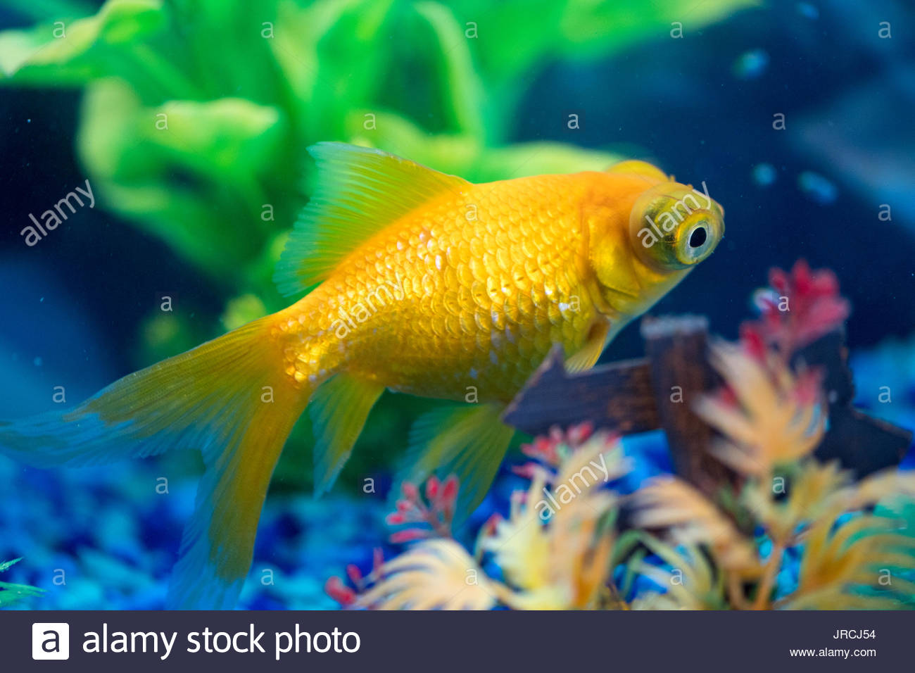 Yellow telescope or dragon eyes goldfish. The goldfish (Carassius Stock