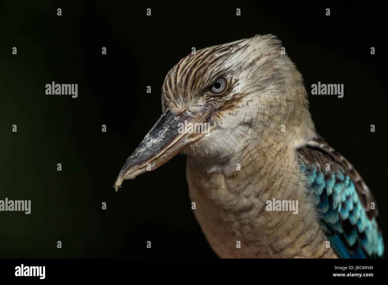 Blue winged Kookaburra head shot with black background Stock Photo - Alamy