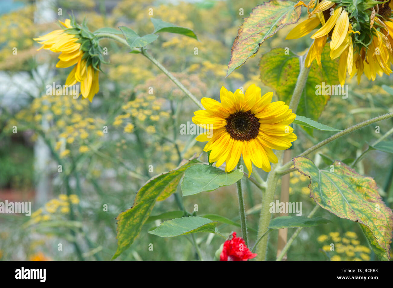 Garden sunflower helianthus hi-res stock photography and images - Alamy