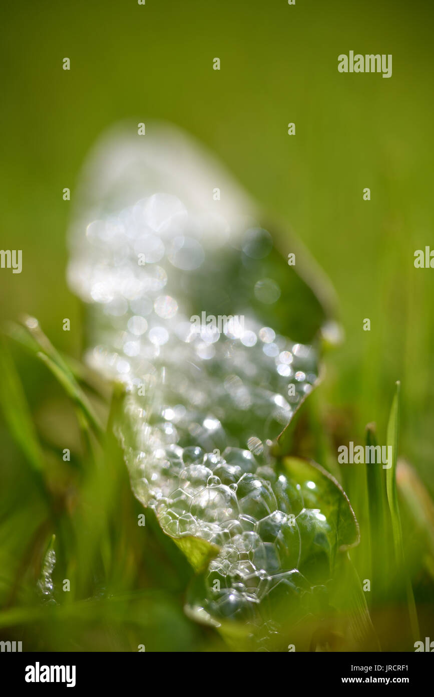 Macro shot of bubbles made by a snail Stock Photo Alamy