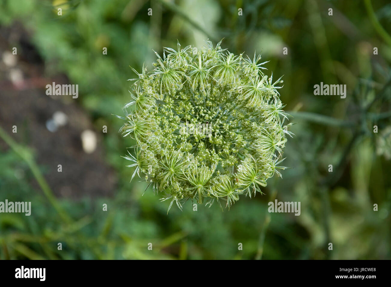 fruit-cluster-with-half-matured-seeds-of-a-wild-carrot-stock-photo-alamy
