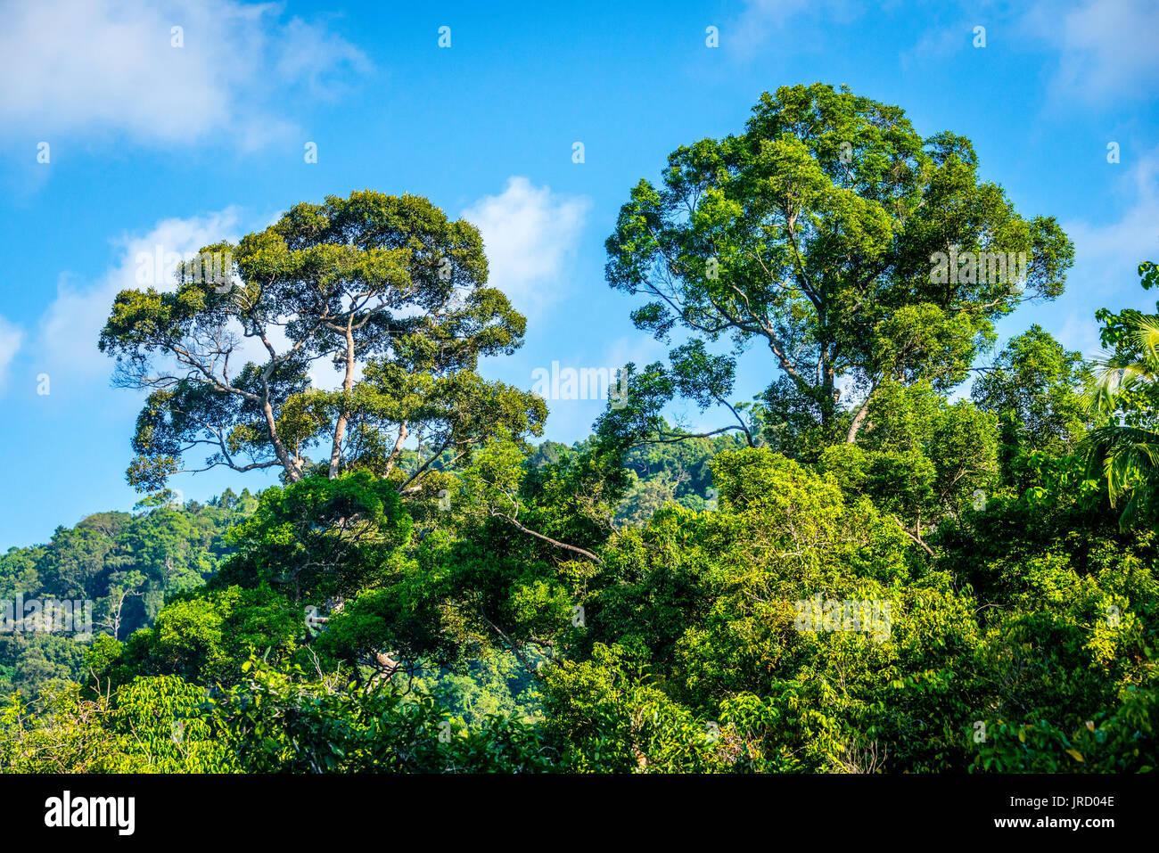 Giant trees, tropical rainforest, Ko Pha-Ngan, Surat Thani, Thailand Stock Photo