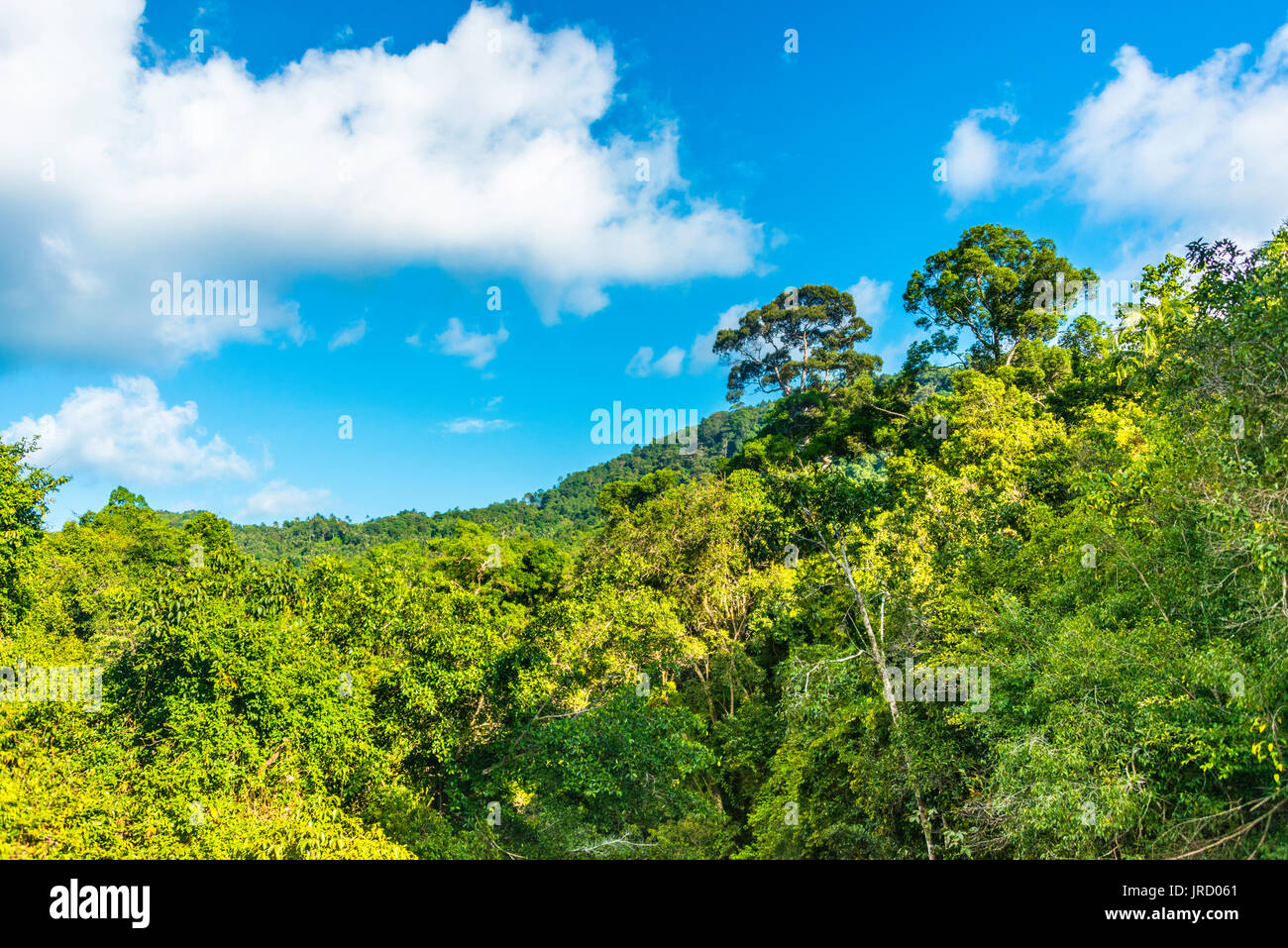 Tropical rainforest, Ko Pha-Ngan, Surat Thani, Thailand Stock Photo