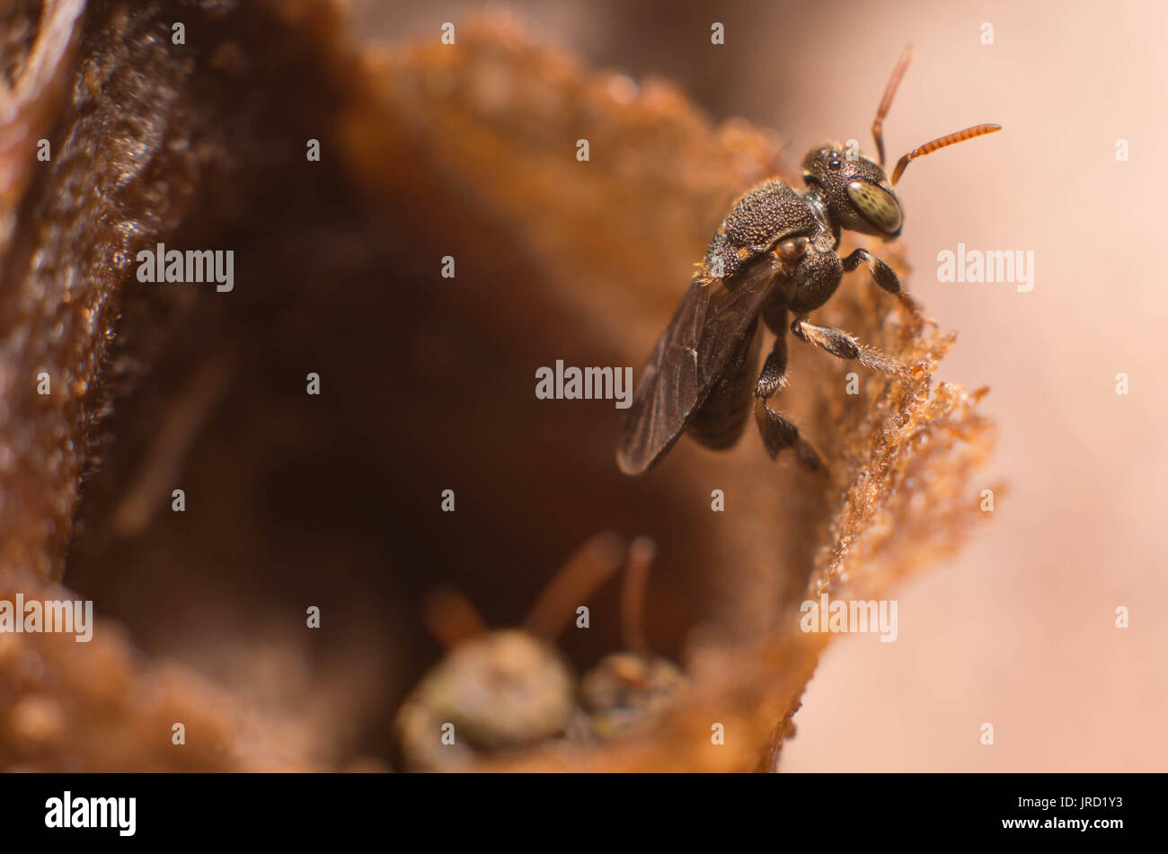 Stingless bee hires stock photography and images Alamy