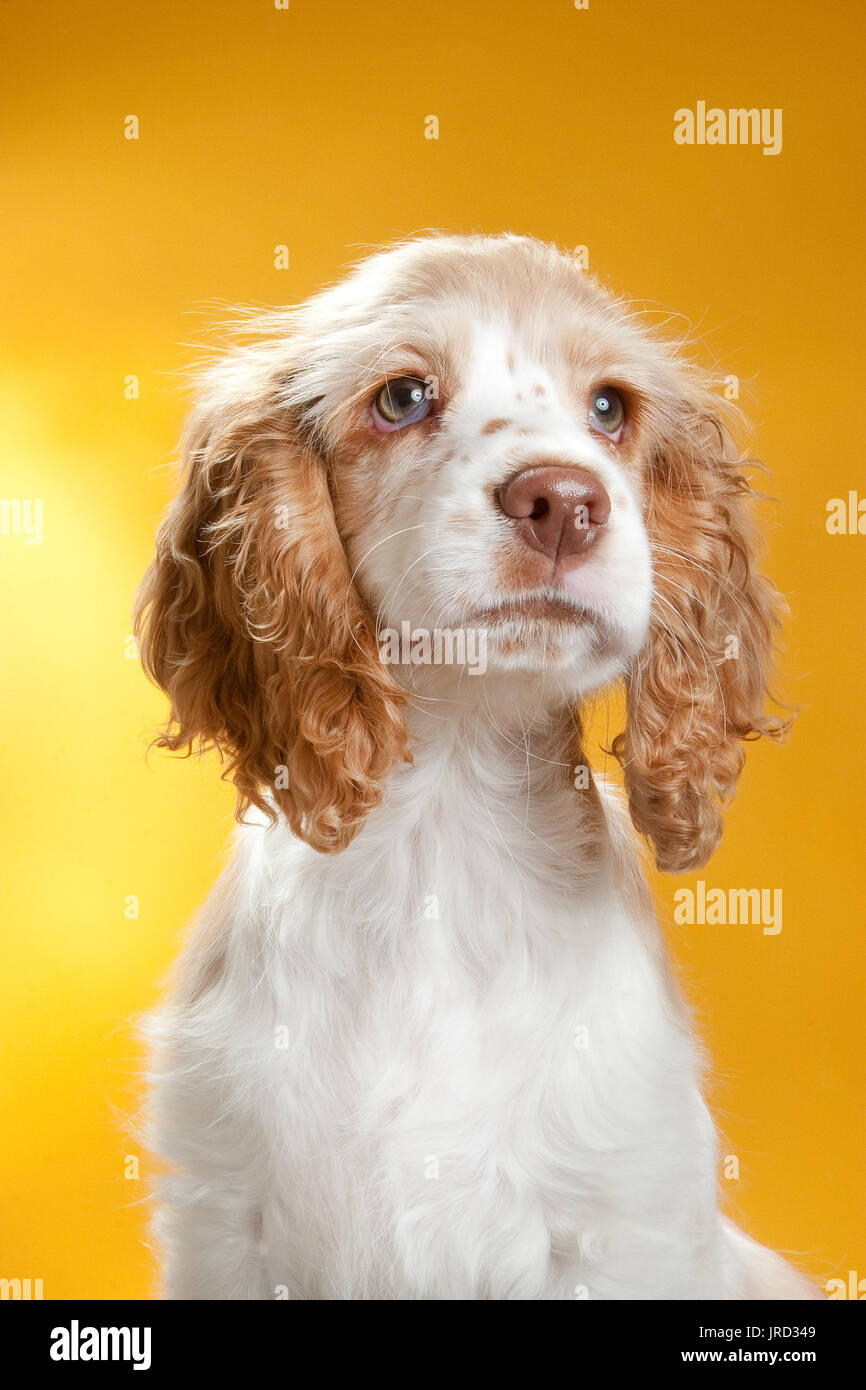 This is a headshot of a puppy cocker spaniel, it is white and tan and has long ears and curly hair Stock Photo - Alamy This is a headshot of a puppy cocker spaniel, it is white and tan and has long ears and curly hair Stock Photo - Alamy