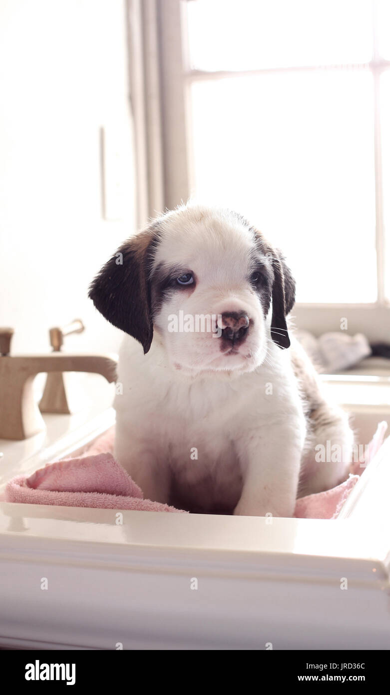 Portrait of a Saint Bernard puppy sitting on a sink naturally lit. Stock Photo