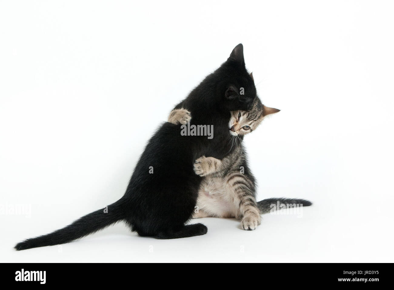 portrait of two kittens hugging each other in studio set up Stock Photo